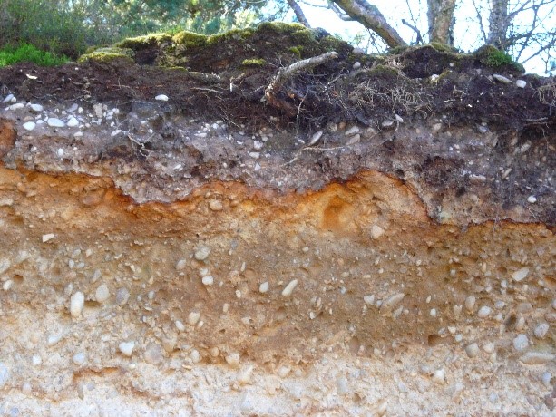 Photo of soil profile